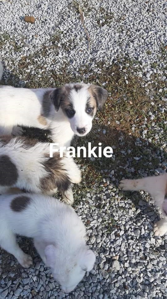 01 12 2019 Frankie 4