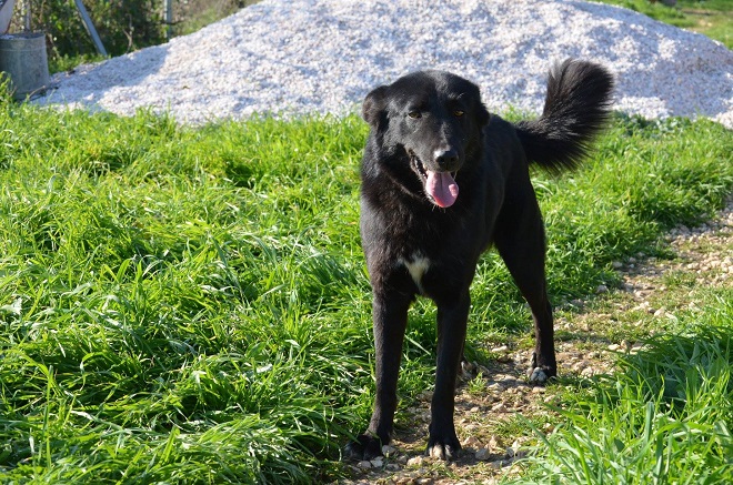 Rusty ist in Pensionen aufgewachsen 