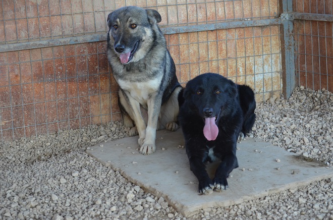 Rusty und Valentino , die beiden Brüder gaben sich gegenseitig Halt 