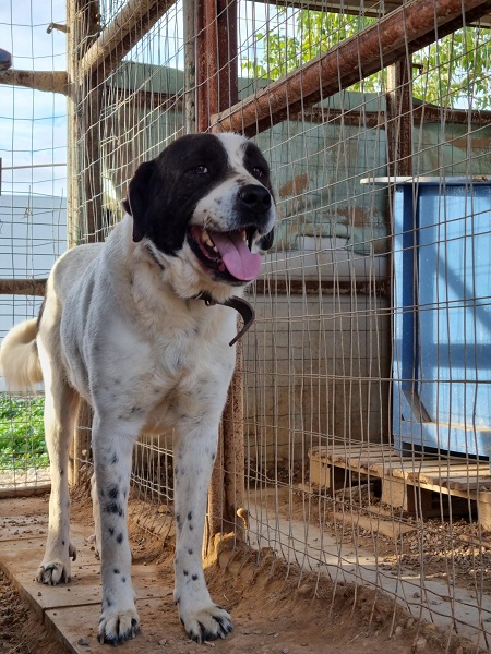 Unser wunderbarer MInas , ein griechischer Herdenschutzhund 