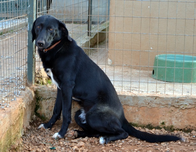 Matt in seinem Pensionszwinger . Kein Hund sollte in einem Gehege aufwachsen müssen