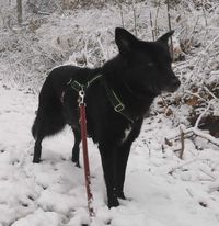 Sein erster Schnee letzten Winter