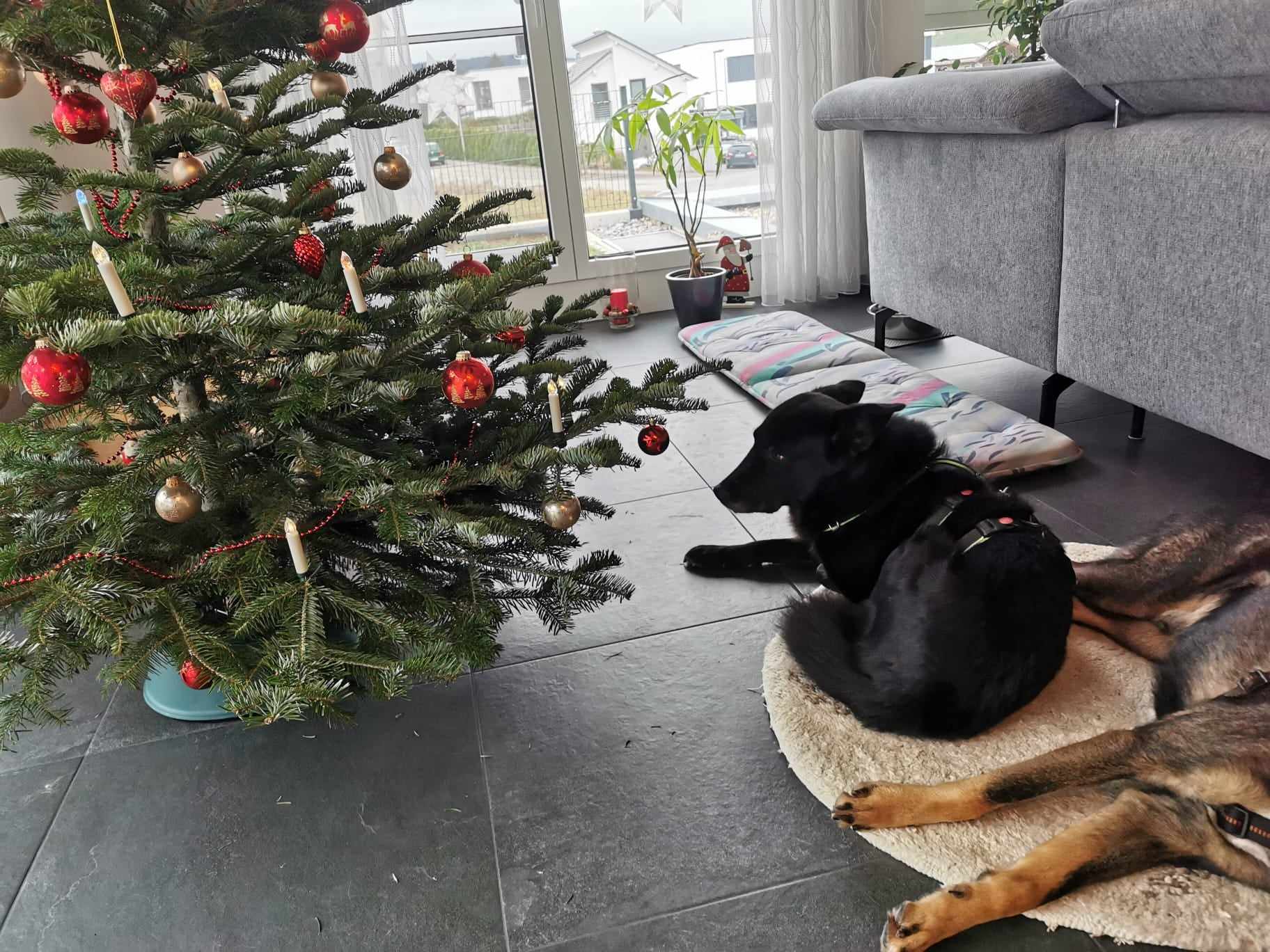 Sein erstes Weihnachten in einem Zuhause 